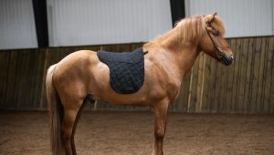 "Deluxe" saddle cloth, Saddle blanket made from black Icelandic wool